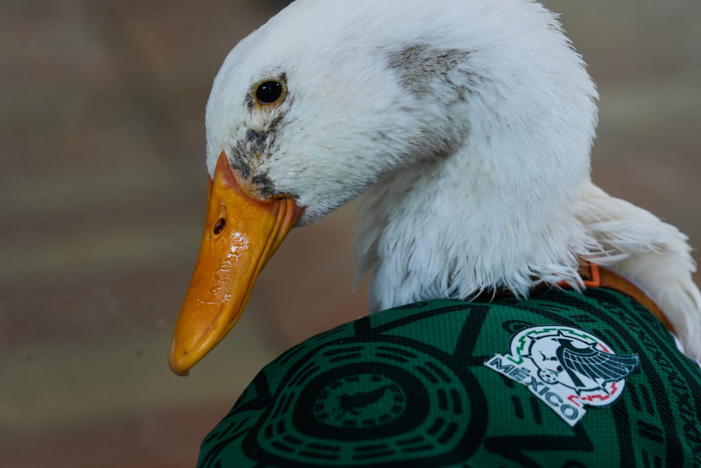 Merlin el pato, figura de las calles de la Ciudad de México