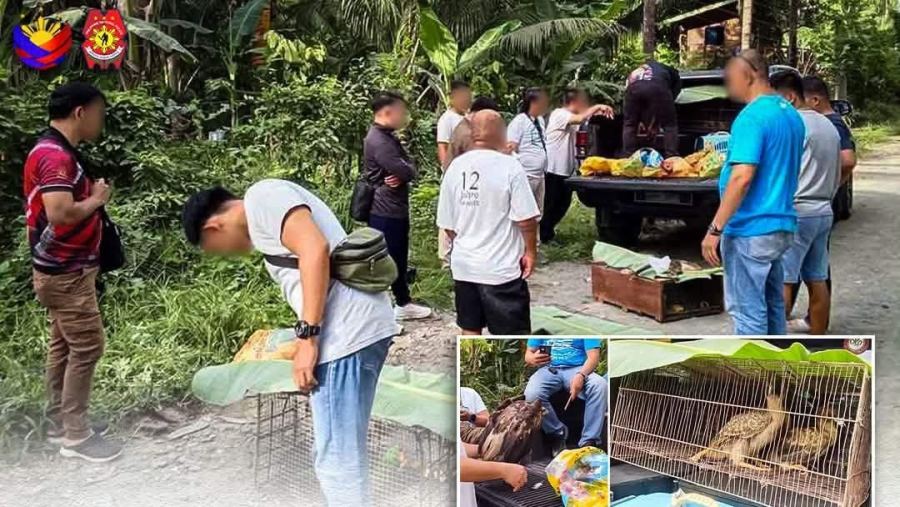 P5.5M in protected wildlife species seized, Indonesian arrested in Sarangani - PNP