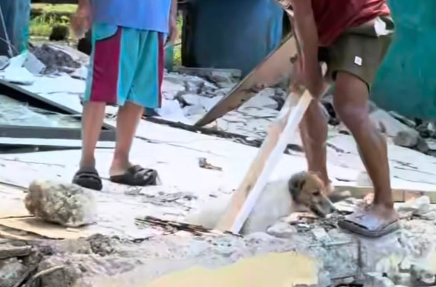 Dog saved from earthquake rubble in Sarangani